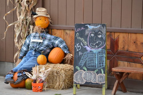 Harvest Festival Scarecrow